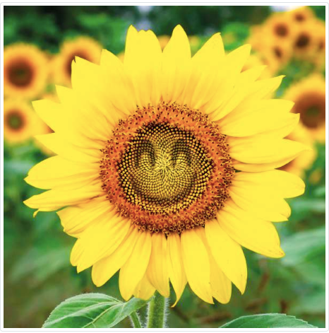 Q28 Sunflower Smile