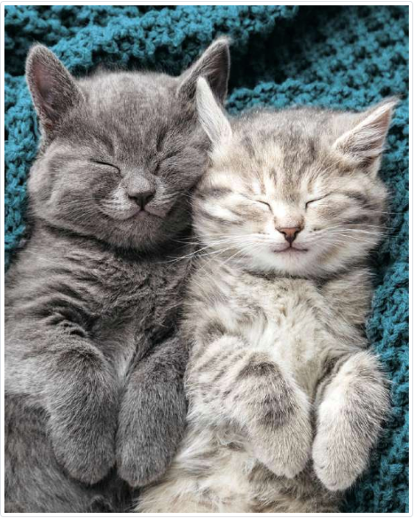 Sleeping kittens notelet